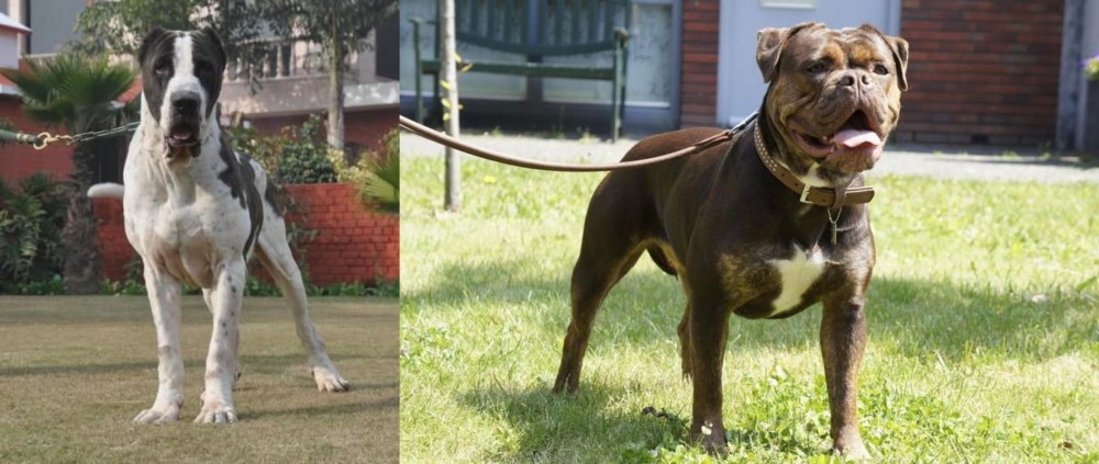 Renascence Bulldogge vs Bully Kutta - Breed Comparison