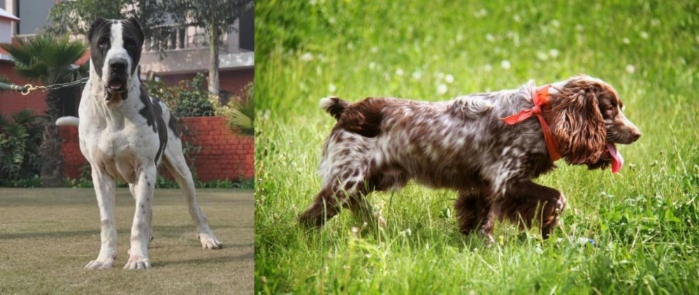 Russian Spaniel vs Bully Kutta - Breed Comparison