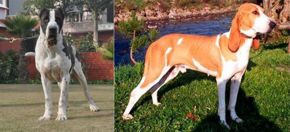 Schweizer Laufhund vs Bully Kutta - Breed Comparison