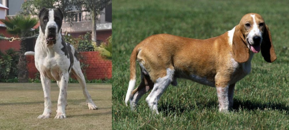 Schweizer Niederlaufhund vs Bully Kutta - Breed Comparison