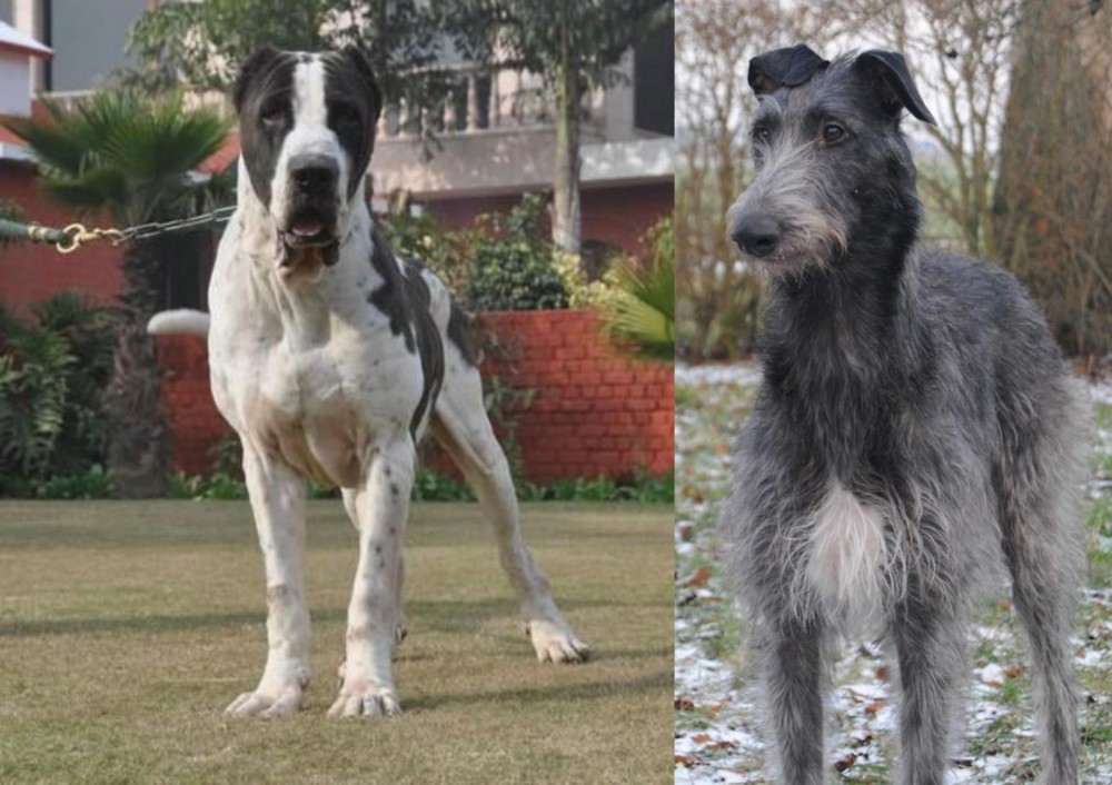 Scottish Deerhound vs Bully Kutta - Breed Comparison