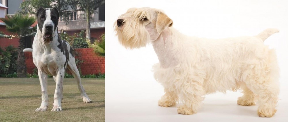 Sealyham Terrier vs Bully Kutta - Breed Comparison