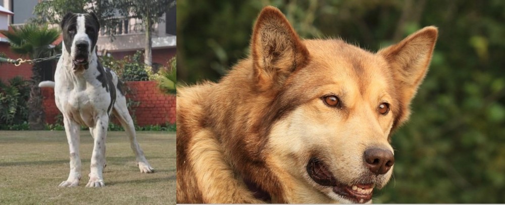 Seppala Siberian Sleddog vs Bully Kutta - Breed Comparison