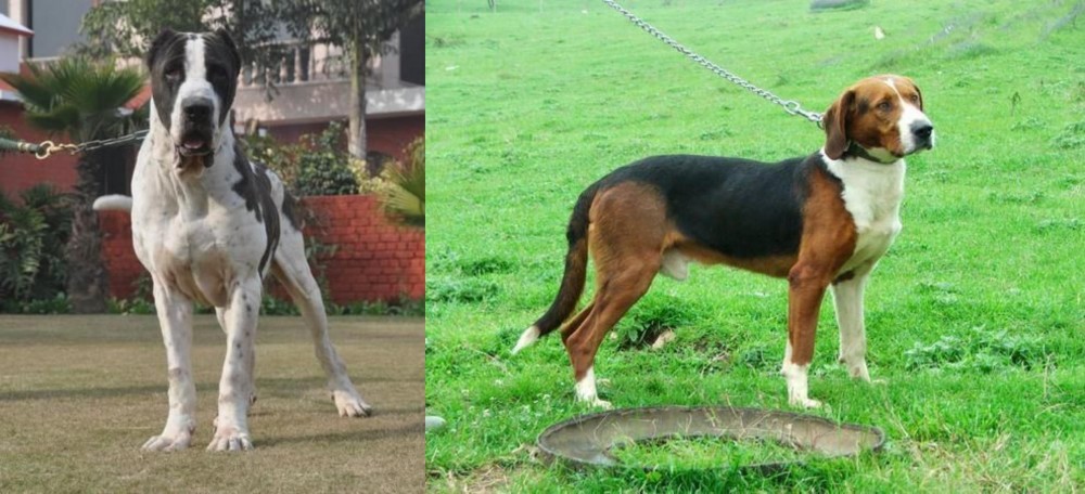 Serbian Tricolour Hound vs Bully Kutta - Breed Comparison
