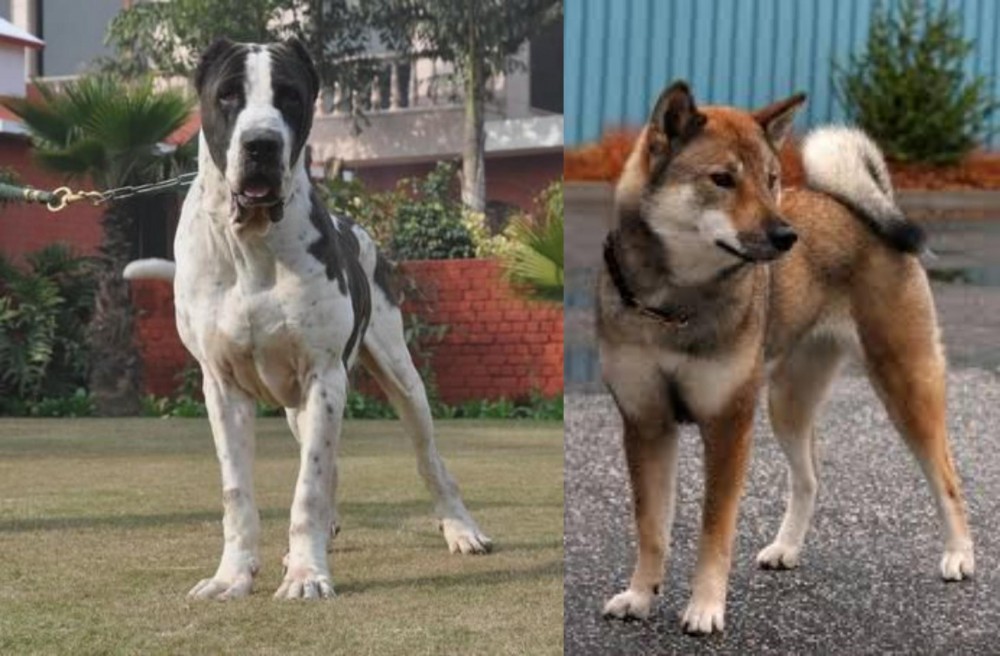 Shikoku vs Bully Kutta - Breed Comparison