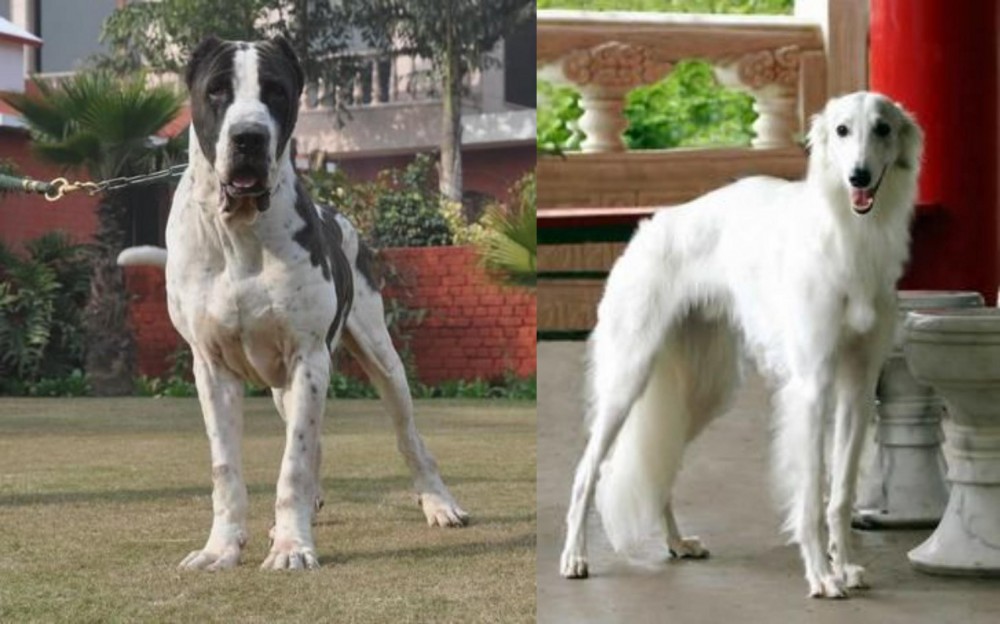 Silken Windhound vs Bully Kutta - Breed Comparison