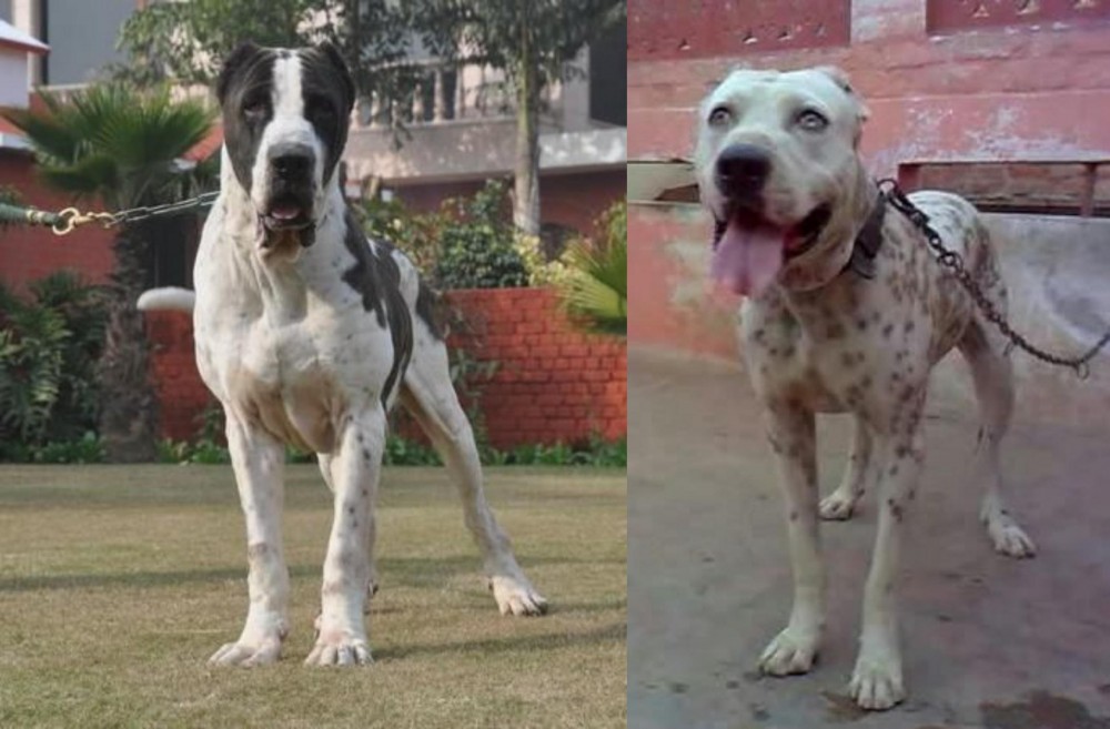 Sindh Mastiff vs Bully Kutta - Breed Comparison