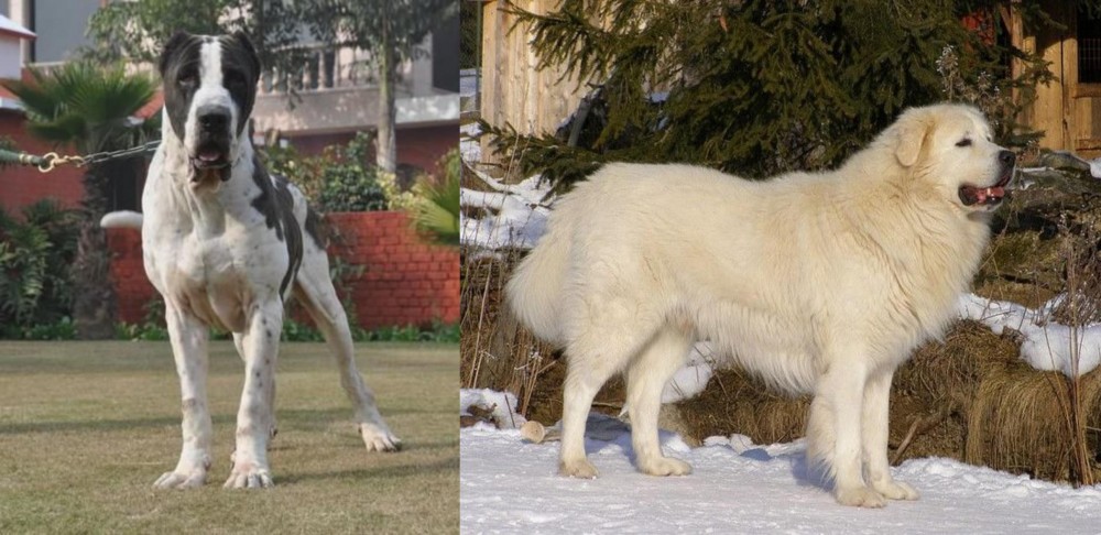 Slovak Cuvac vs Bully Kutta - Breed Comparison