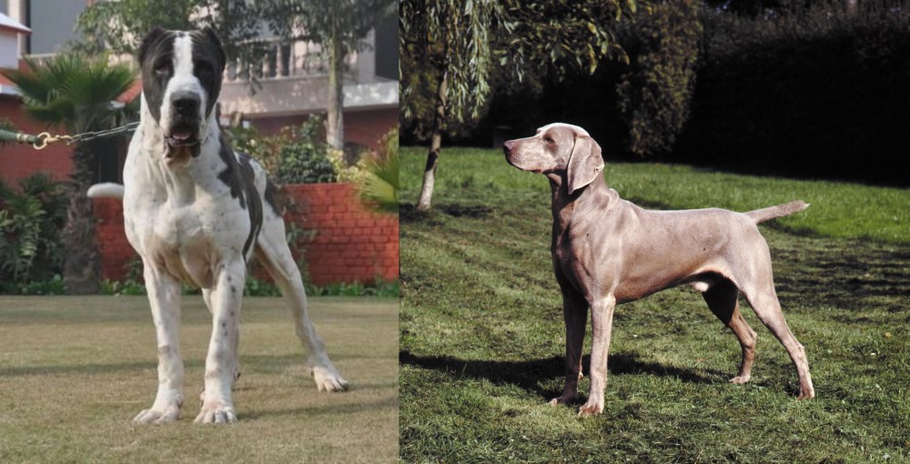 Smooth Haired Weimaraner vs Bully Kutta - Breed Comparison