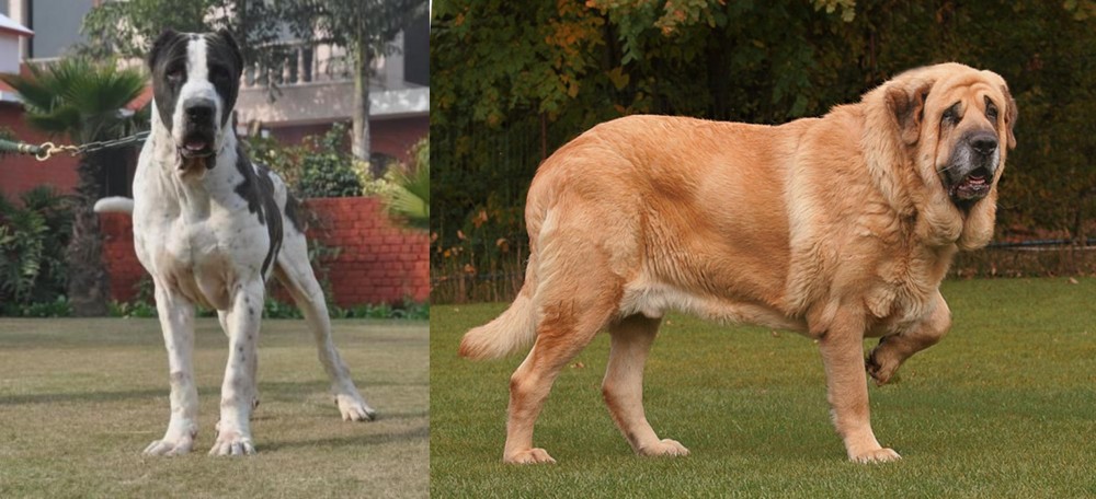 Spanish Mastiff vs Bully Kutta - Breed Comparison