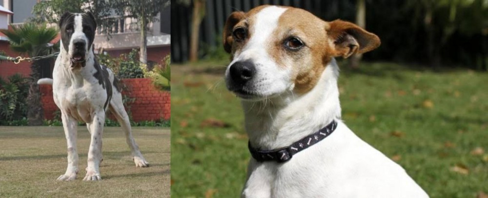 Tenterfield Terrier vs Bully Kutta - Breed Comparison
