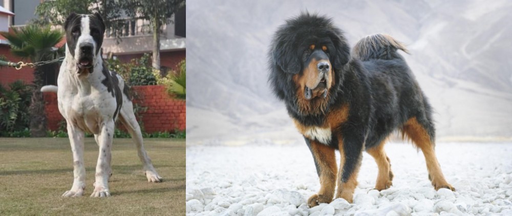Tibetan Mastiff vs Bully Kutta - Breed Comparison