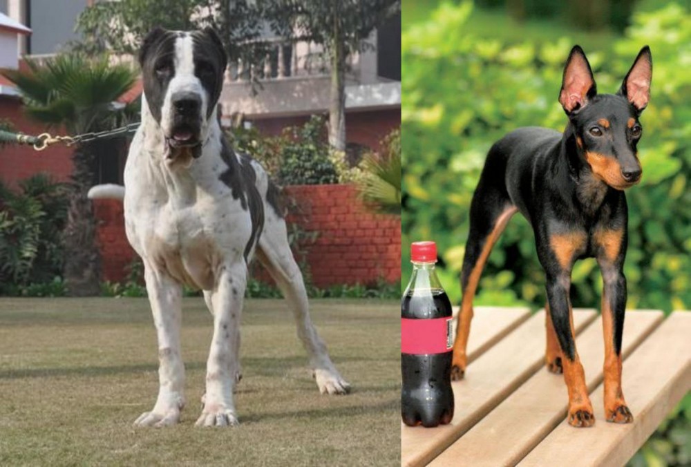 Toy Manchester Terrier vs Bully Kutta - Breed Comparison