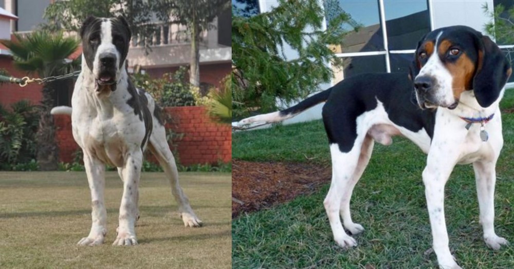Treeing Walker Coonhound vs Bully Kutta - Breed Comparison