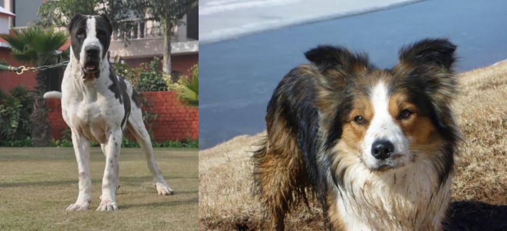 Welsh Sheepdog vs Bully Kutta - Breed Comparison