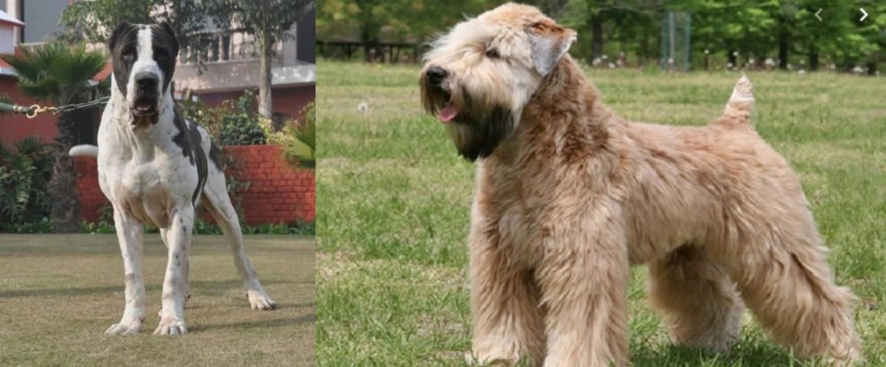 Wheaten Terrier vs Bully Kutta - Breed Comparison