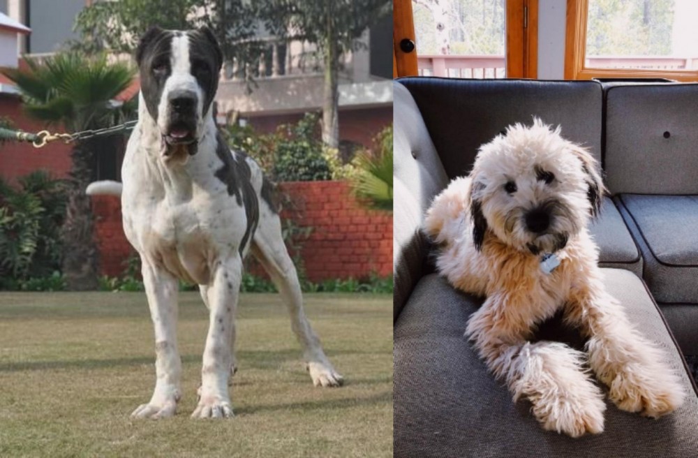 Whoodles vs Bully Kutta - Breed Comparison