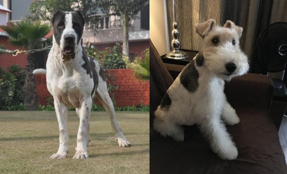 Wire Haired Fox Terrier vs Bully Kutta - Breed Comparison