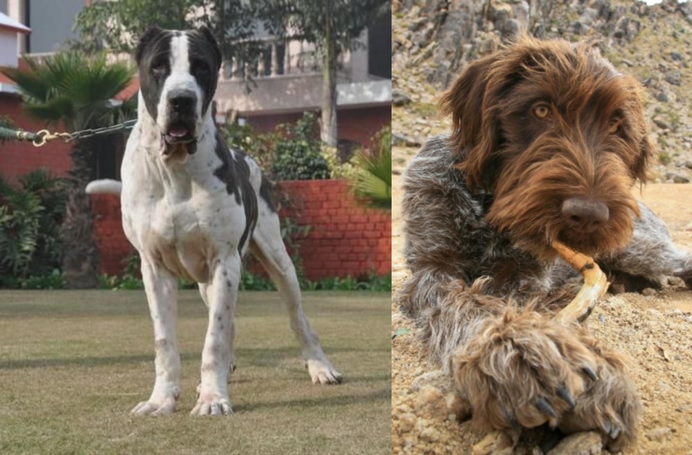 Wirehaired Pointing Griffon vs Bully Kutta - Breed Comparison