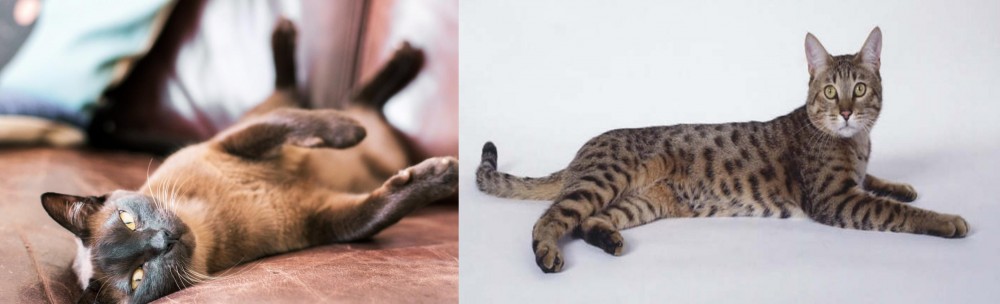 California Spangled Cat vs Burmese - Breed Comparison