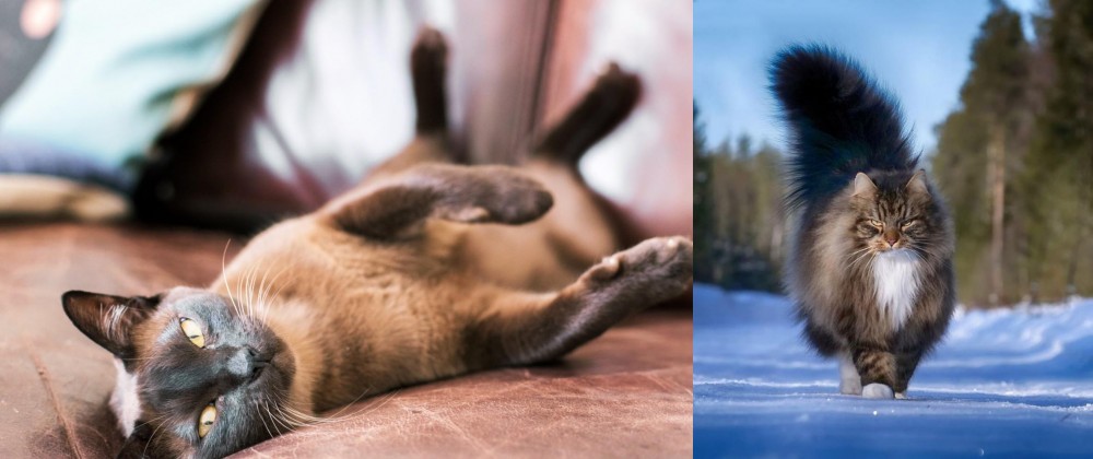 Norwegian Forest Cat vs Burmese - Breed Comparison