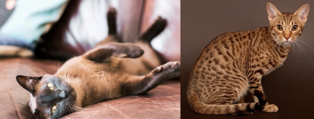 Ocicat vs Burmese - Breed Comparison