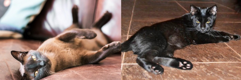 Pantherette vs Burmese - Breed Comparison