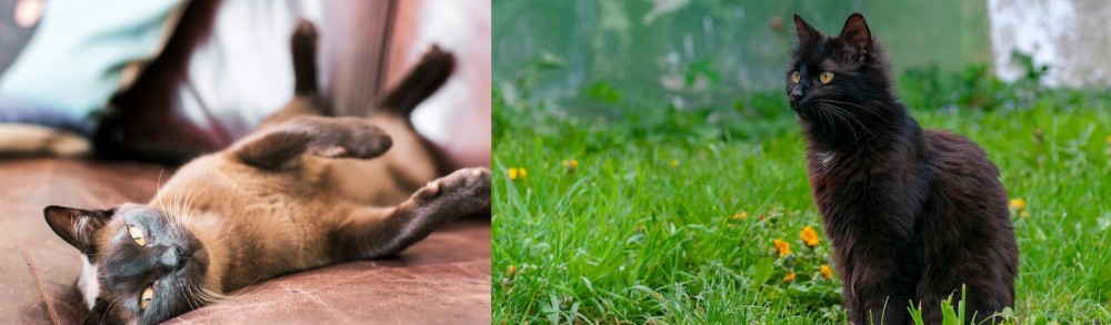 York Chocolate Cat vs Burmese - Breed Comparison