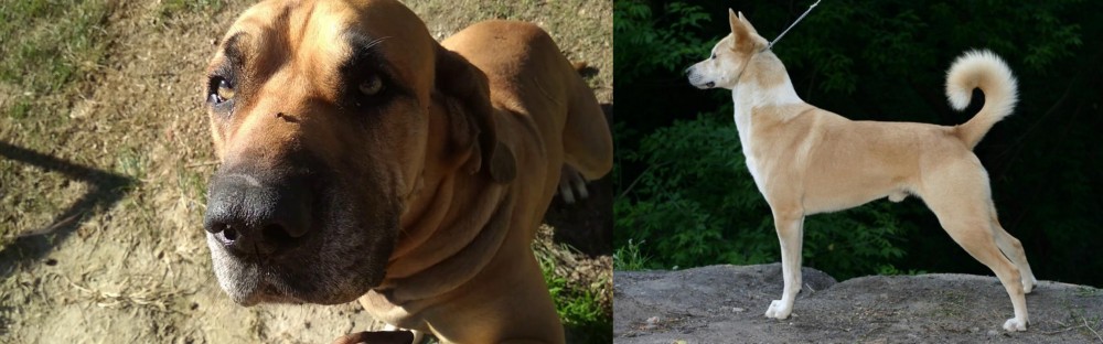 Canaan Dog vs Cabecudo Boiadeiro - Breed Comparison