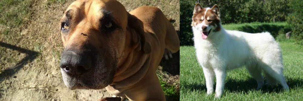 Canadian Eskimo Dog vs Cabecudo Boiadeiro - Breed Comparison