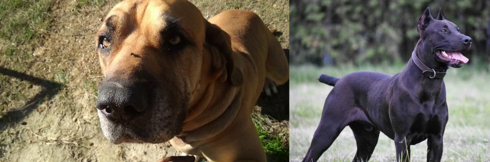 Canis Panther vs Cabecudo Boiadeiro - Breed Comparison