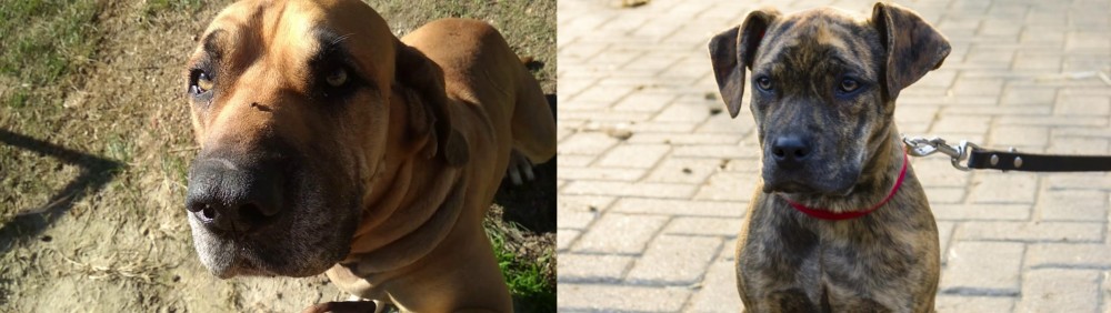 Catahoula Bulldog vs Cabecudo Boiadeiro - Breed Comparison