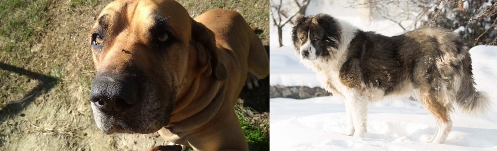 Caucasian Shepherd vs Cabecudo Boiadeiro - Breed Comparison