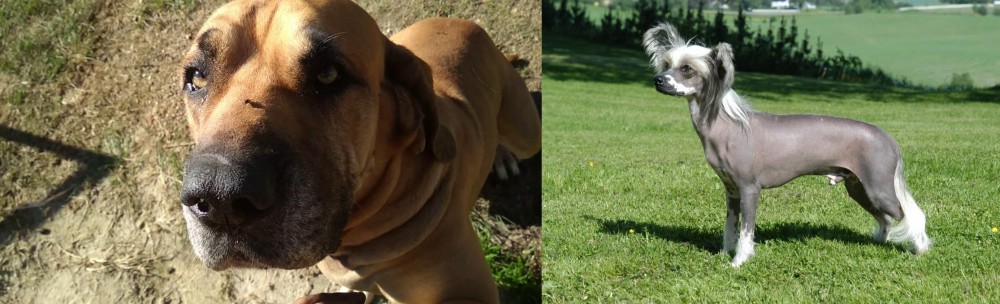 Chinese Crested Dog vs Cabecudo Boiadeiro - Breed Comparison