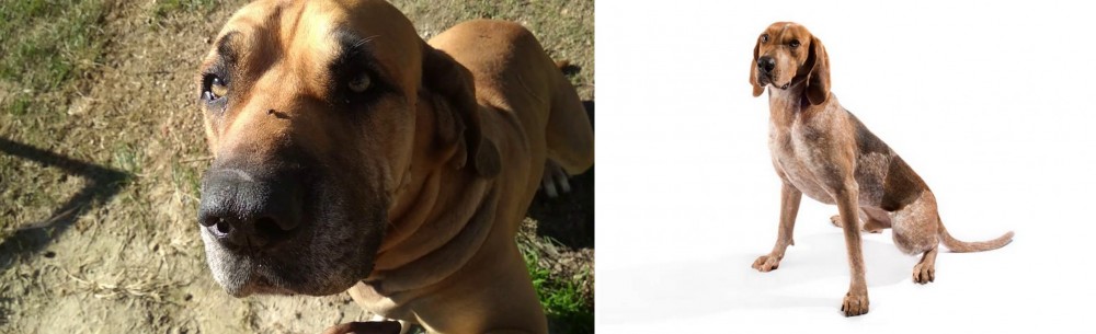 Coonhound vs Cabecudo Boiadeiro - Breed Comparison