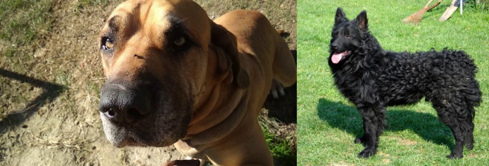 Croatian Sheepdog vs Cabecudo Boiadeiro - Breed Comparison