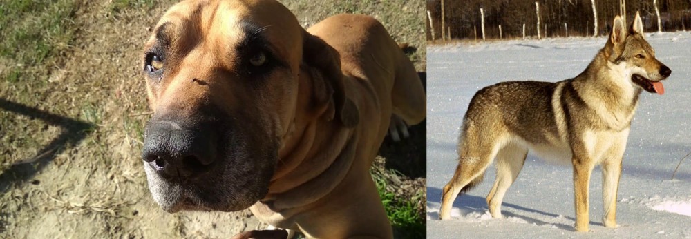 Czechoslovakian Wolfdog vs Cabecudo Boiadeiro - Breed Comparison
