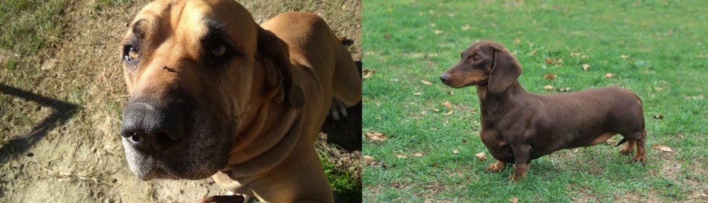 Dachshund vs Cabecudo Boiadeiro - Breed Comparison