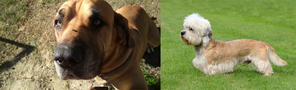 Dandie Dinmont Terrier vs Cabecudo Boiadeiro - Breed Comparison