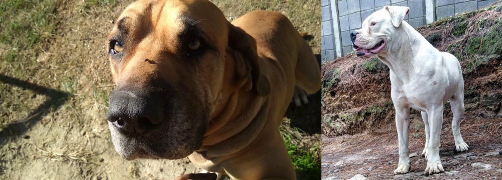 Dogo Guatemalteco vs Cabecudo Boiadeiro - Breed Comparison