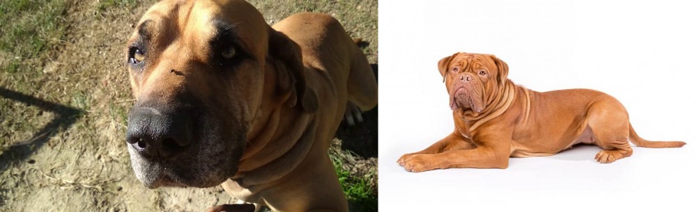 Dogue De Bordeaux vs Cabecudo Boiadeiro - Breed Comparison