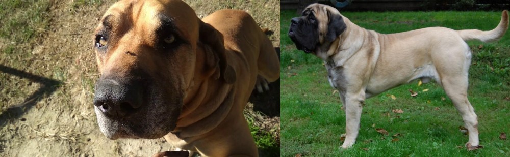 English Mastiff vs Cabecudo Boiadeiro - Breed Comparison