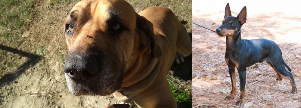 English Toy Terrier (Black & Tan) vs Cabecudo Boiadeiro - Breed Comparison