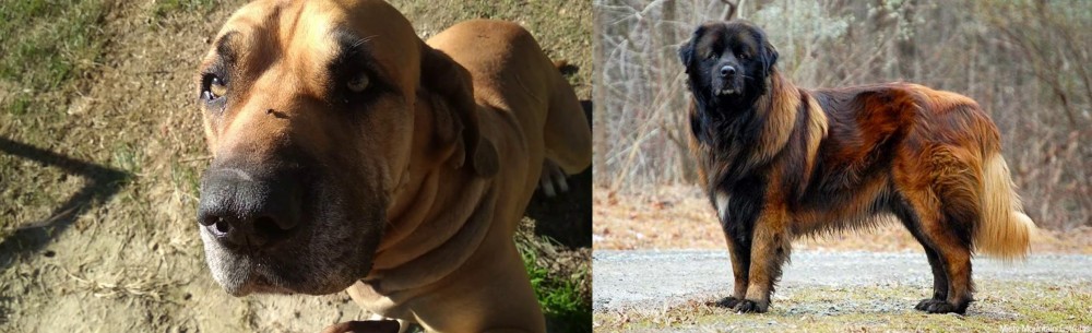 Estrela Mountain Dog vs Cabecudo Boiadeiro - Breed Comparison