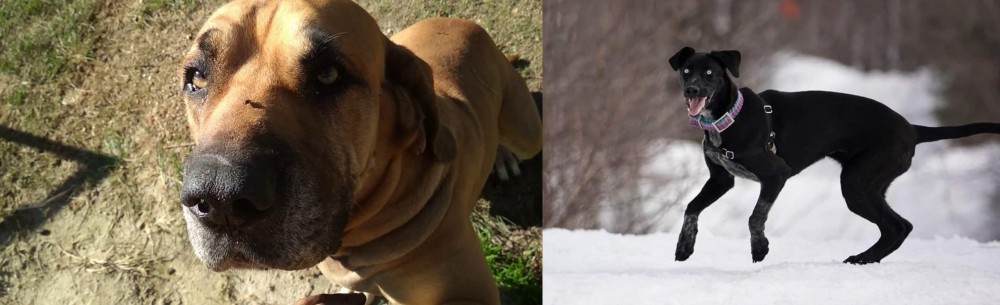 Eurohound vs Cabecudo Boiadeiro - Breed Comparison