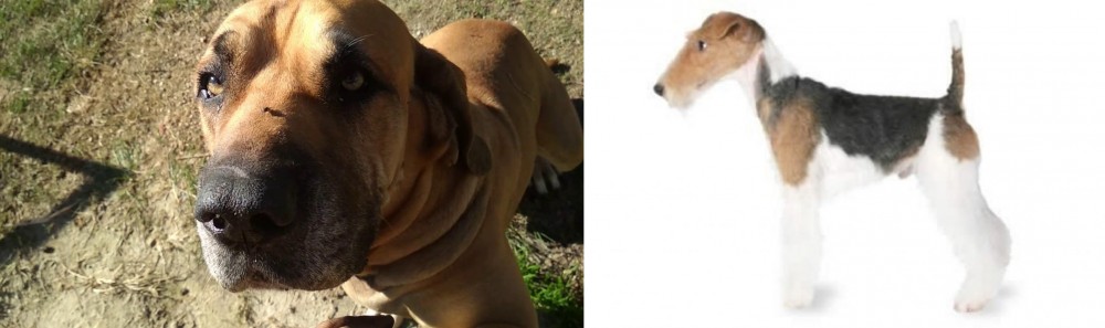 Fox Terrier vs Cabecudo Boiadeiro - Breed Comparison