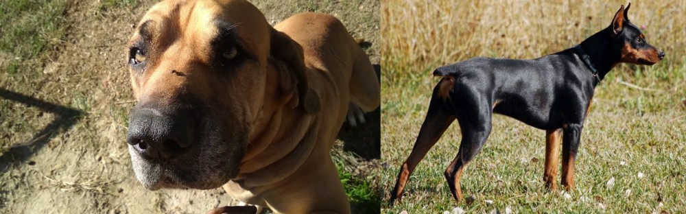German Pinscher vs Cabecudo Boiadeiro - Breed Comparison
