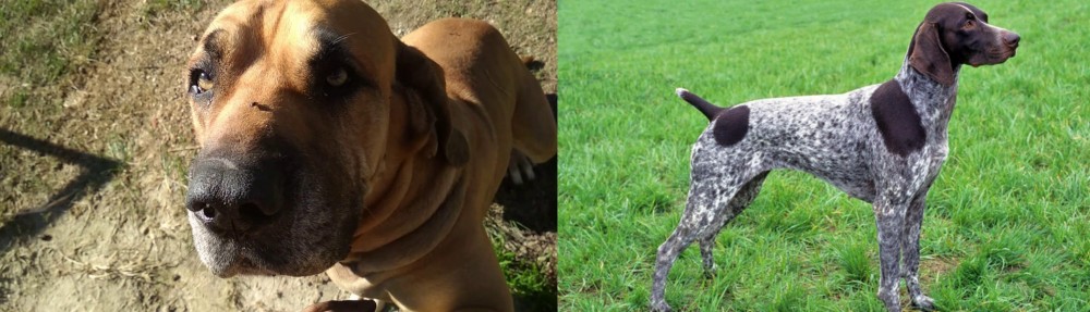 German Shorthaired Pointer vs Cabecudo Boiadeiro - Breed Comparison