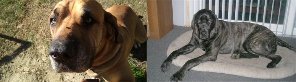 Giant Maso Mastiff vs Cabecudo Boiadeiro - Breed Comparison