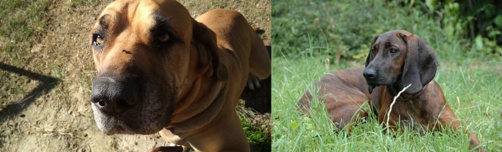 Hanover Hound vs Cabecudo Boiadeiro - Breed Comparison